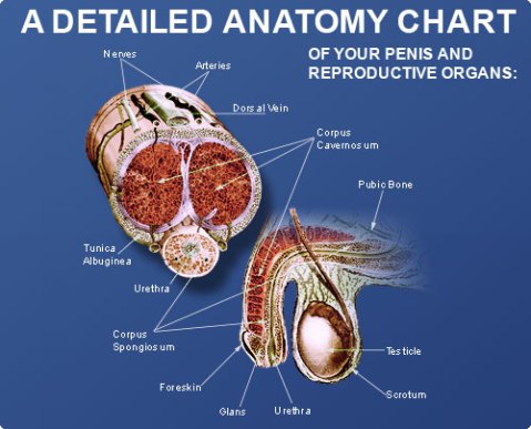 Detail Anatomi Penis