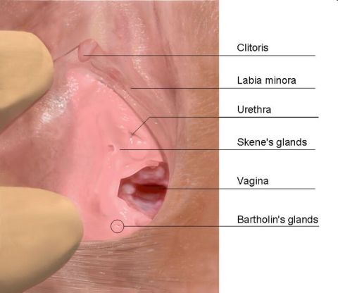 Anatomi Vagina (Sumber: wikipedia)